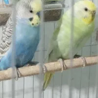 مرغ عشق با تخم