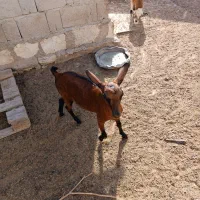 کیسه تخم جمولی
