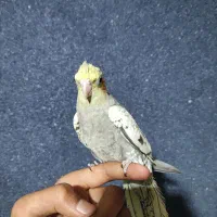 فروش جوجه عروس هلندی سرلاکی