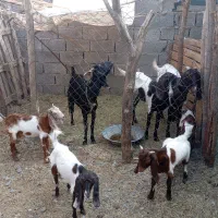 بز دوقلو زا