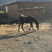 مادیون نوه شورش شریف سه ساله بدون خطا