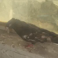 کبوتر هفت رنگ