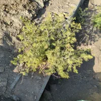 فروش یک قطعه زمین