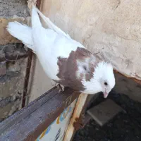 کبوتر رام