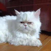 گربه پرشین سوپرفلت عروسکی
