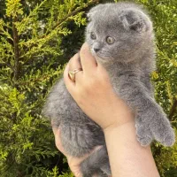 گربه اسکاتیش ماده