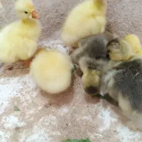 جوجه قوغاز اوکراینی