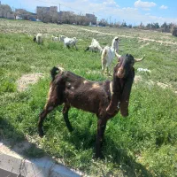 ۵ عدد بز گلابی بانربز چهل خال