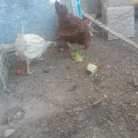 مرغ تخمگذار