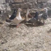 کفتر صید جوجه المانی