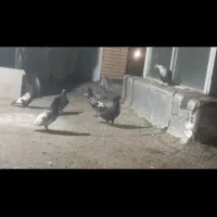 ۶کبوتر نر سوراخ می پرونم