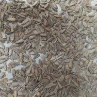 مغز تخمه شیرین