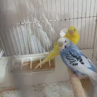 جفت به ضمانت همه چی