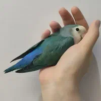 گمشده