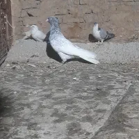 کله سار کبوتر پرشی