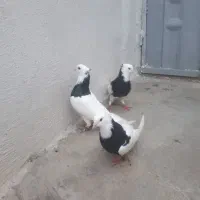 کبوتر طو قی پاک