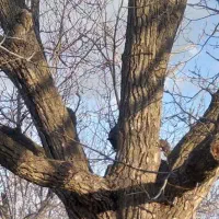 برش انواع درخت