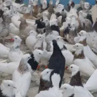 کبوتر خوزستان رسید