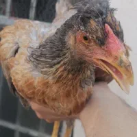 نیمچه خروس