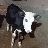 گوساله