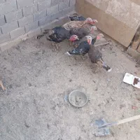 بوقلمون تخمگذار
