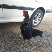 خروس
