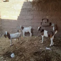 سه عدد بیگ