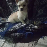 سگ گم شده