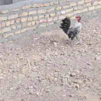 خروس مینیاتوری براکل