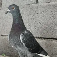 چاپی ماده