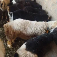 بره پرواری