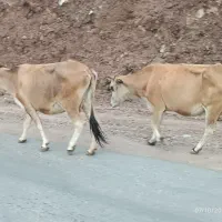 گاو کوردی