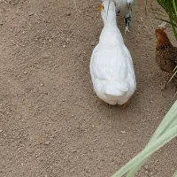 اردک|حیوانات مزرعه|دلوار, |دیوار