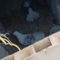 کبوتر