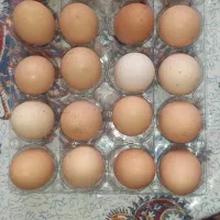 تخم مرغ محلی