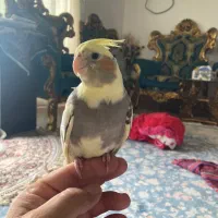 عروس هلندی نر رام