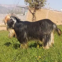 کهره بیگ بز روزگاری