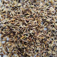 شلتوک بذری درجه 1