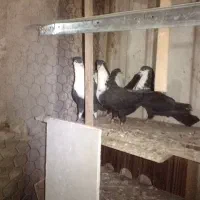 کفتر|پرنده|نیشابور, دهنو|دیوار