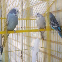 مرغ عشق|پرنده|بناب, |دیوار