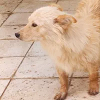 سگ پاکوتاه