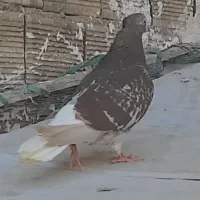 کفتر ماده سرکه ای دم سفید کاکلی