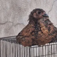مرغ رسمی