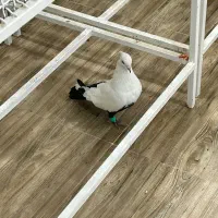 دمسیاه نر مست مست