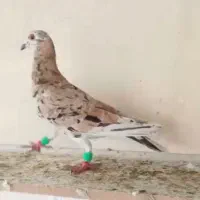 گمشده