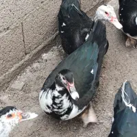 اردک اسرائیلی نر و ماده تخم گذار