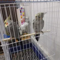 عروس هلندی نر و ماده