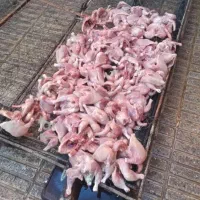 تلفات مرغ غذای سگ