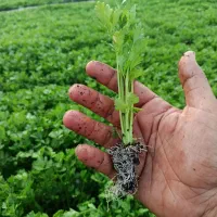 نشا گوجه ساکاتا دنیلا سیکو و دیمون