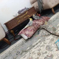 سه عدد عروس هلندی دو عدد نر یک‌ماده